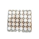 EGG 1TRY